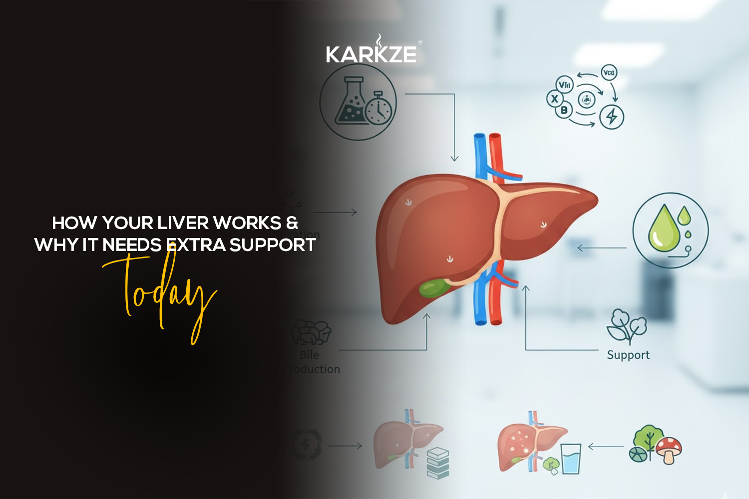 How Your Liver Works &amp; Why It Needs Extra Support Today